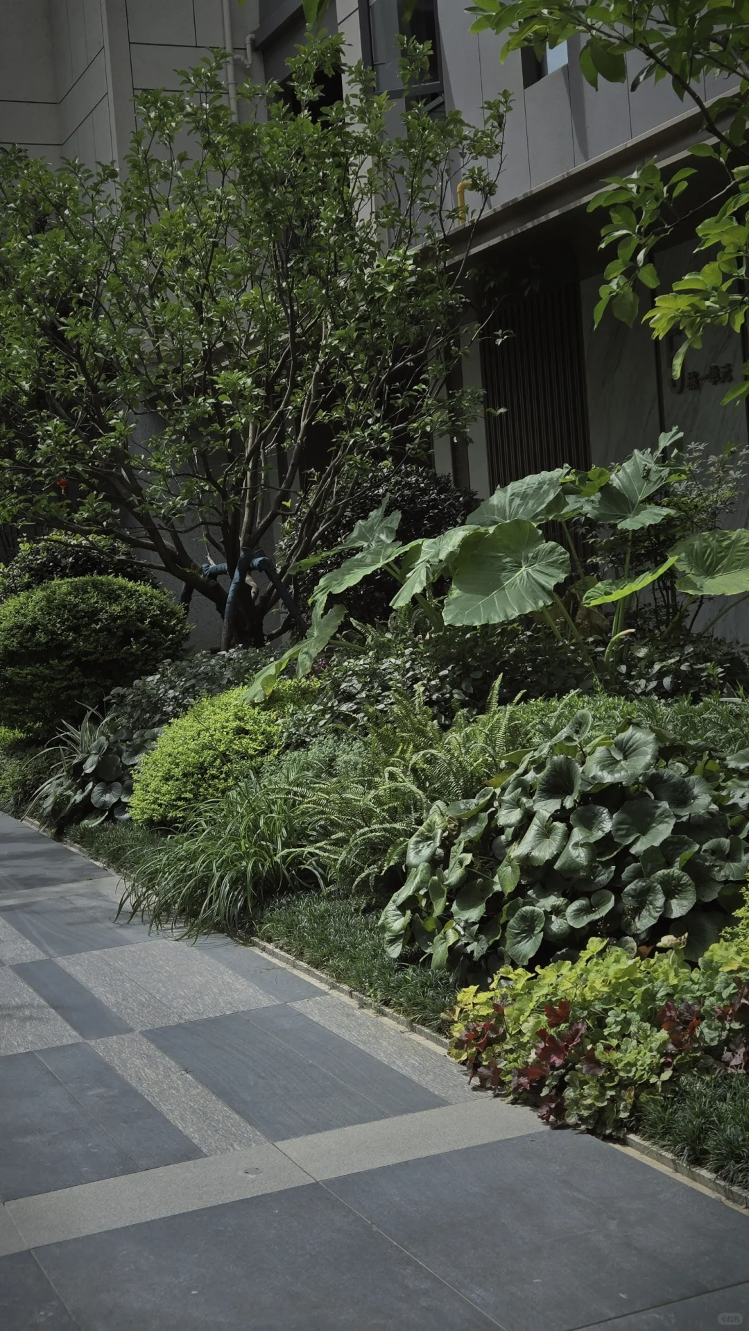 玩一次低成本低维护花境