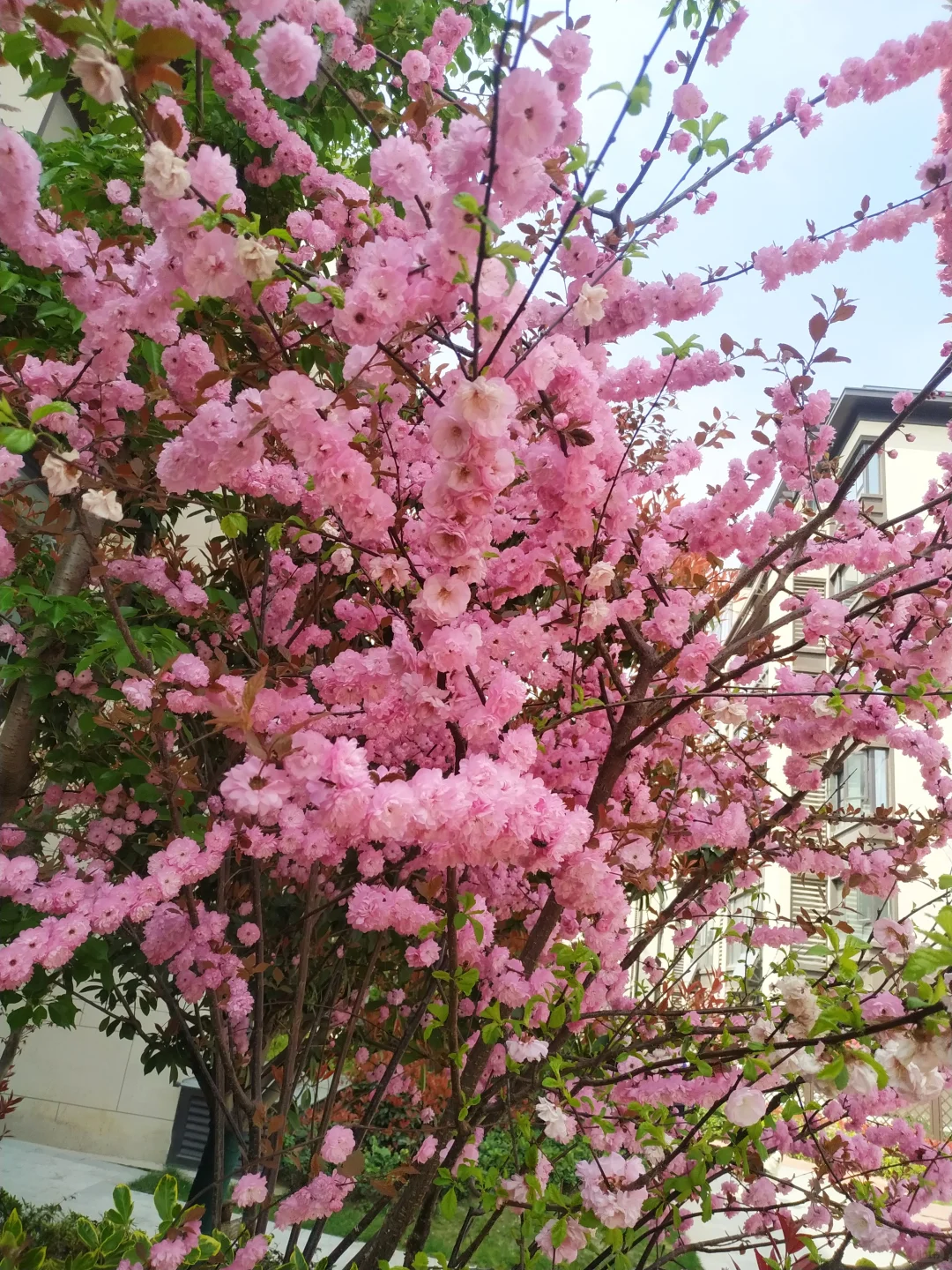 济宁邹城市二手房出售祥生东方樾花园