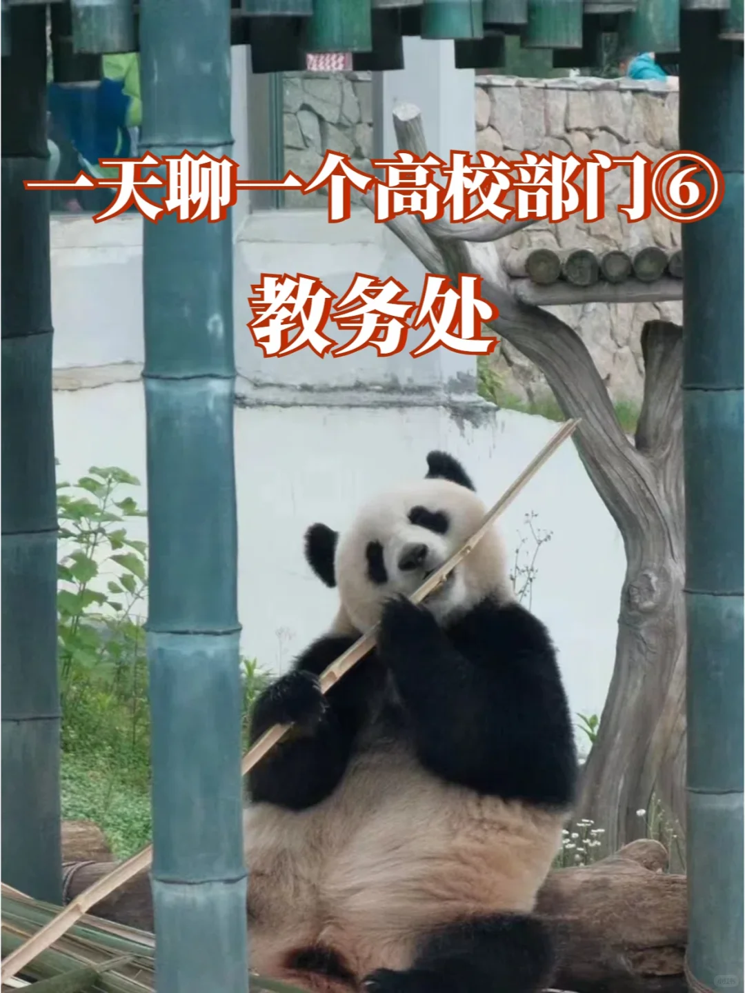 一天聊一个高校部门之教务处