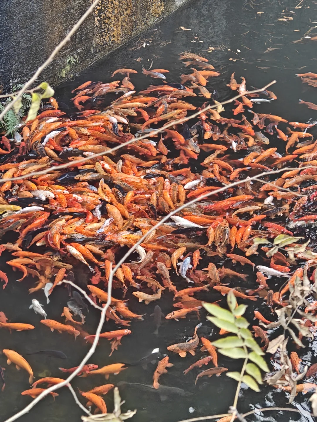 考研准考证打印