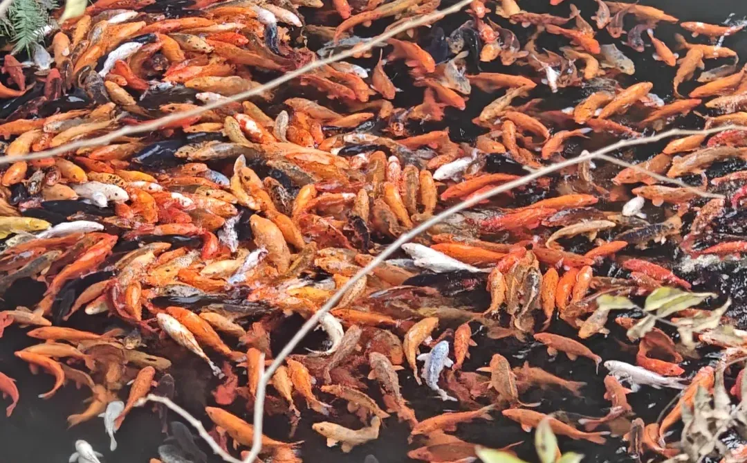 考研准考证打印