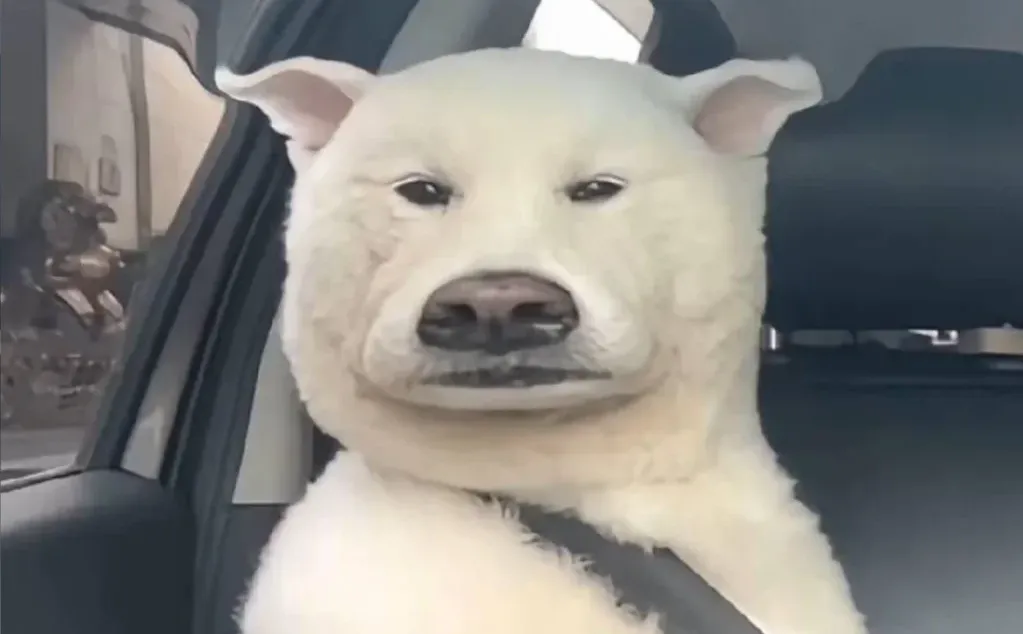 那年杏花微雨你说你是研招网或许从一开始就