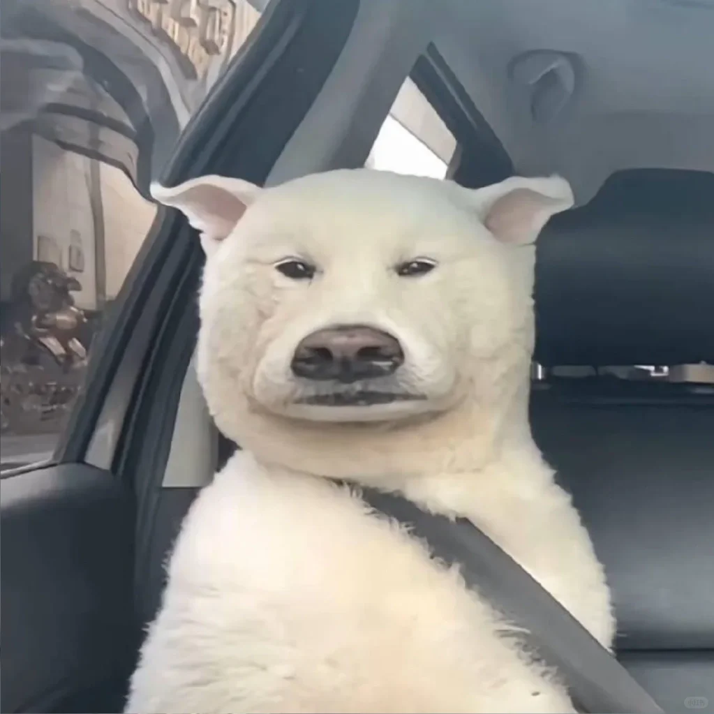 那年杏花微雨你说你是研招网或许从一开始就