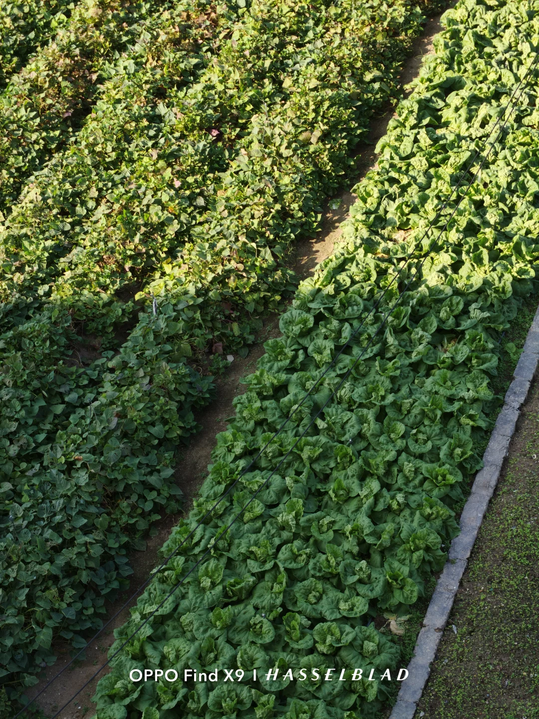 OPPOfindx9真实使用感受