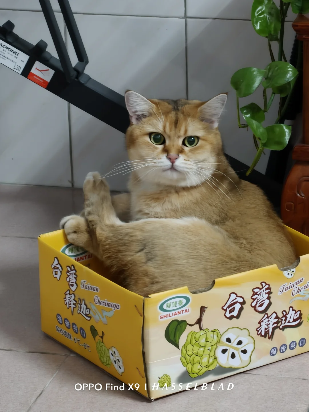 OPPOfindx9真实使用感受