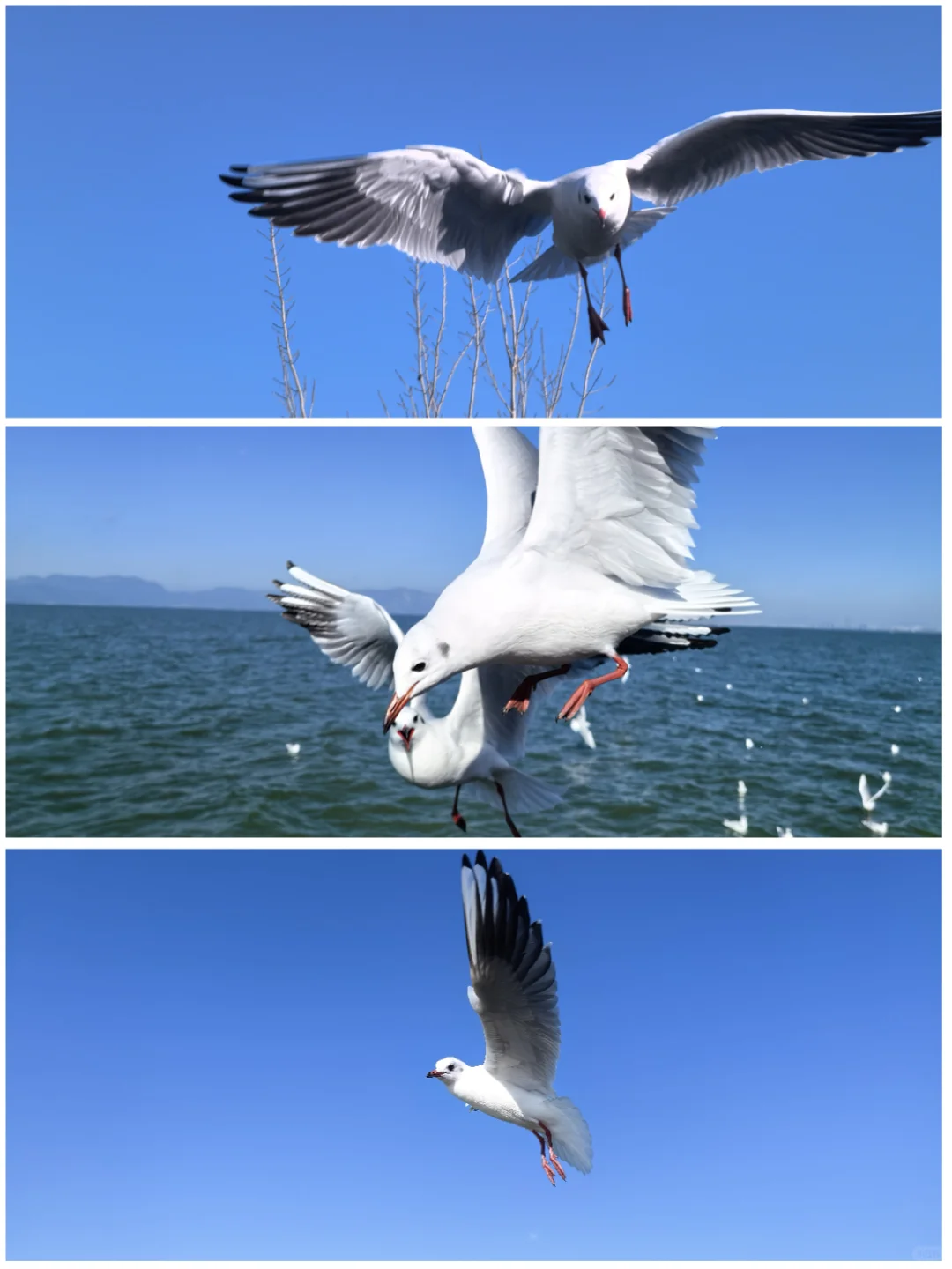 关于手欠升级了鸿蒙6