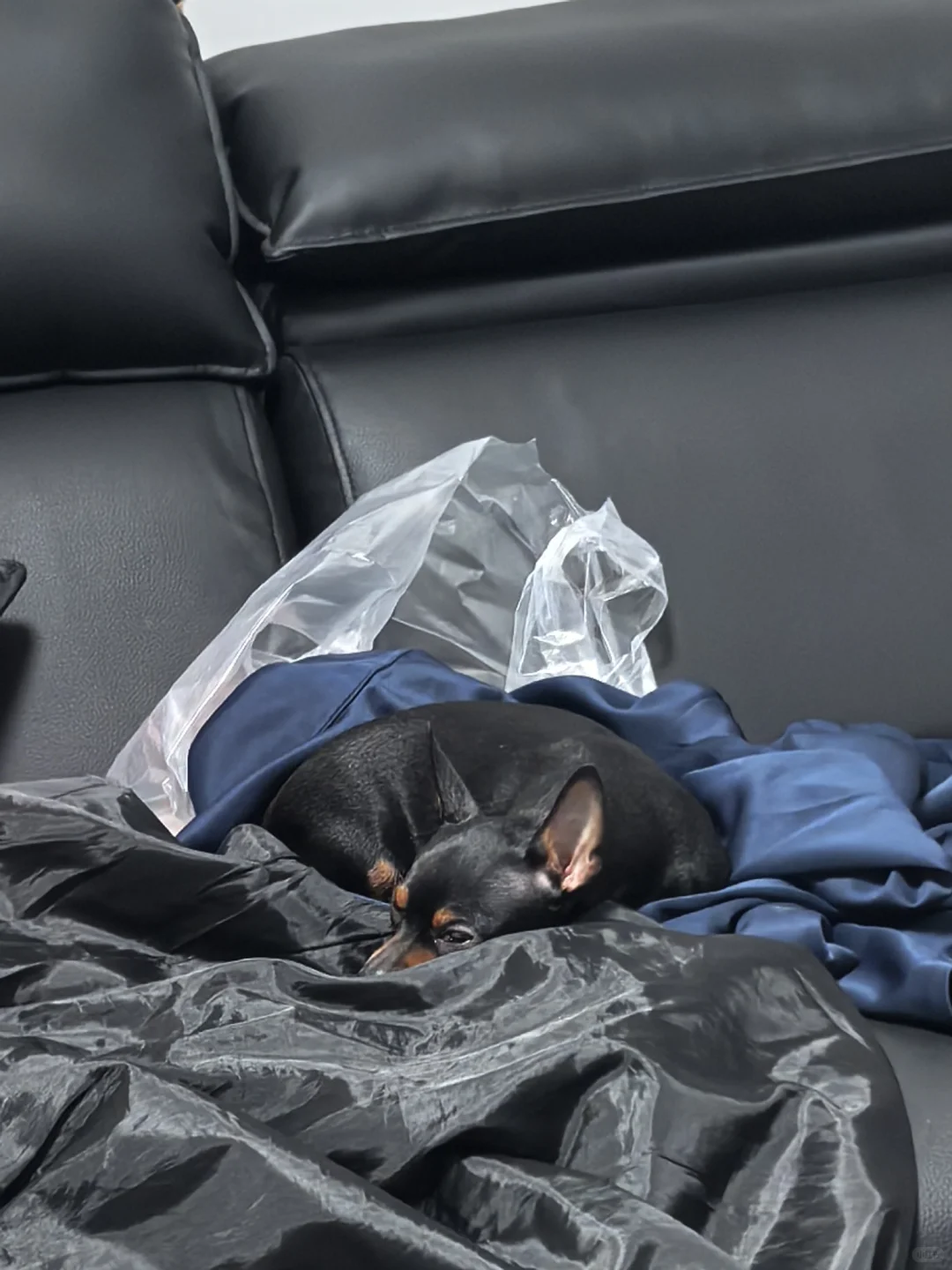 鸿蒙6微信可以发live图啦！！