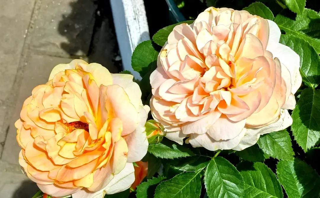 真的非常的好看，鸿蒙真的好用