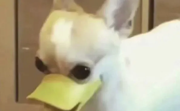 求长期pc游戏搭子 生存 经营 射击