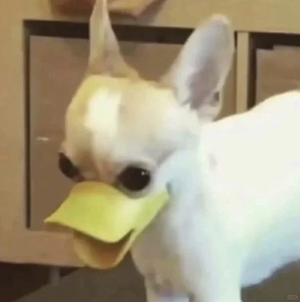 求长期pc游戏搭子 生存 经营 射击