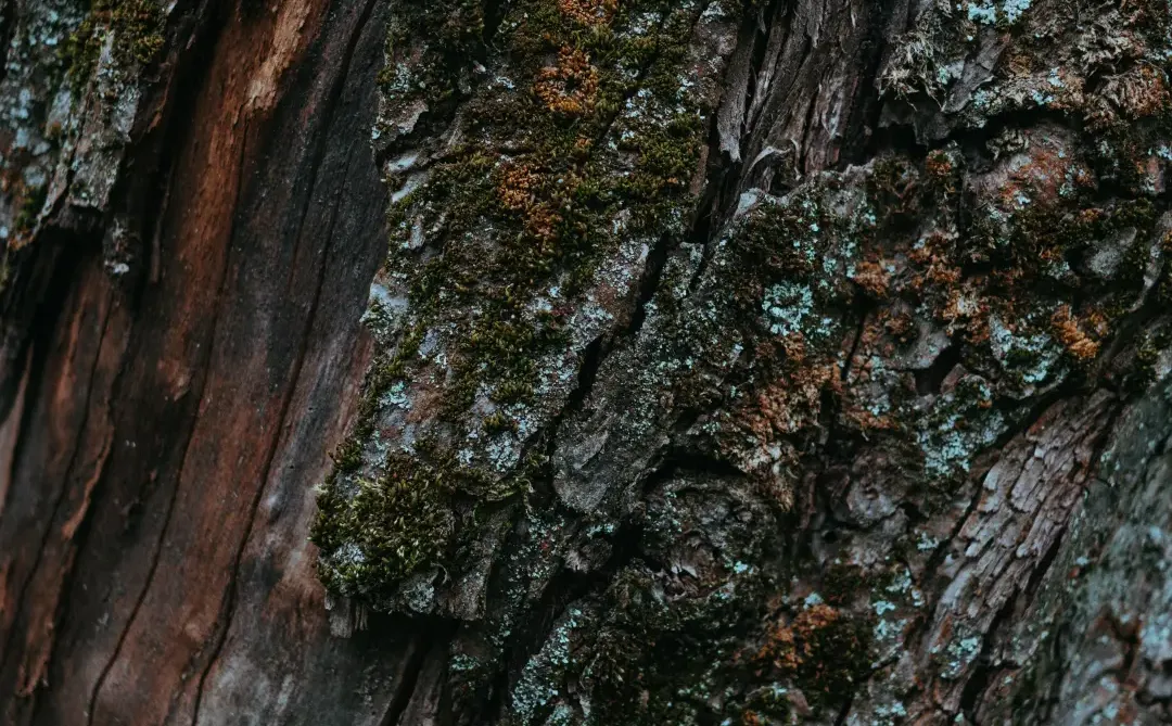 足不出户看报纸：多份权威报纸在线浏览推荐