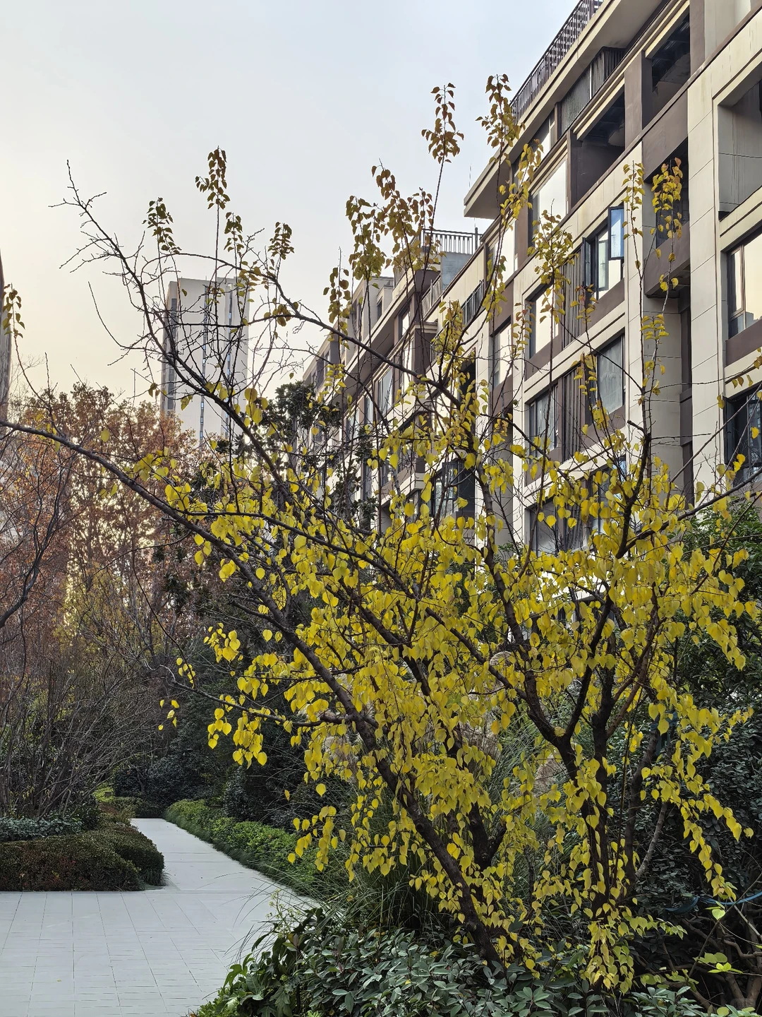 华为mate80promax使用一周体验