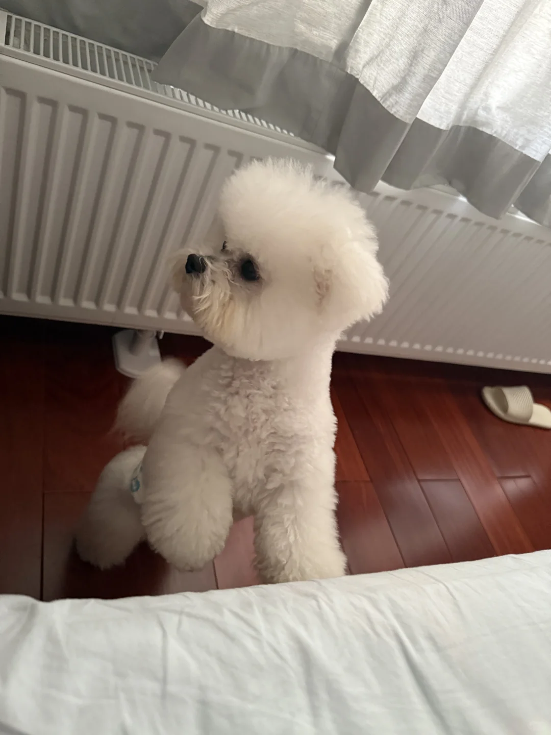 长沙一岁小体比熊找女朋友