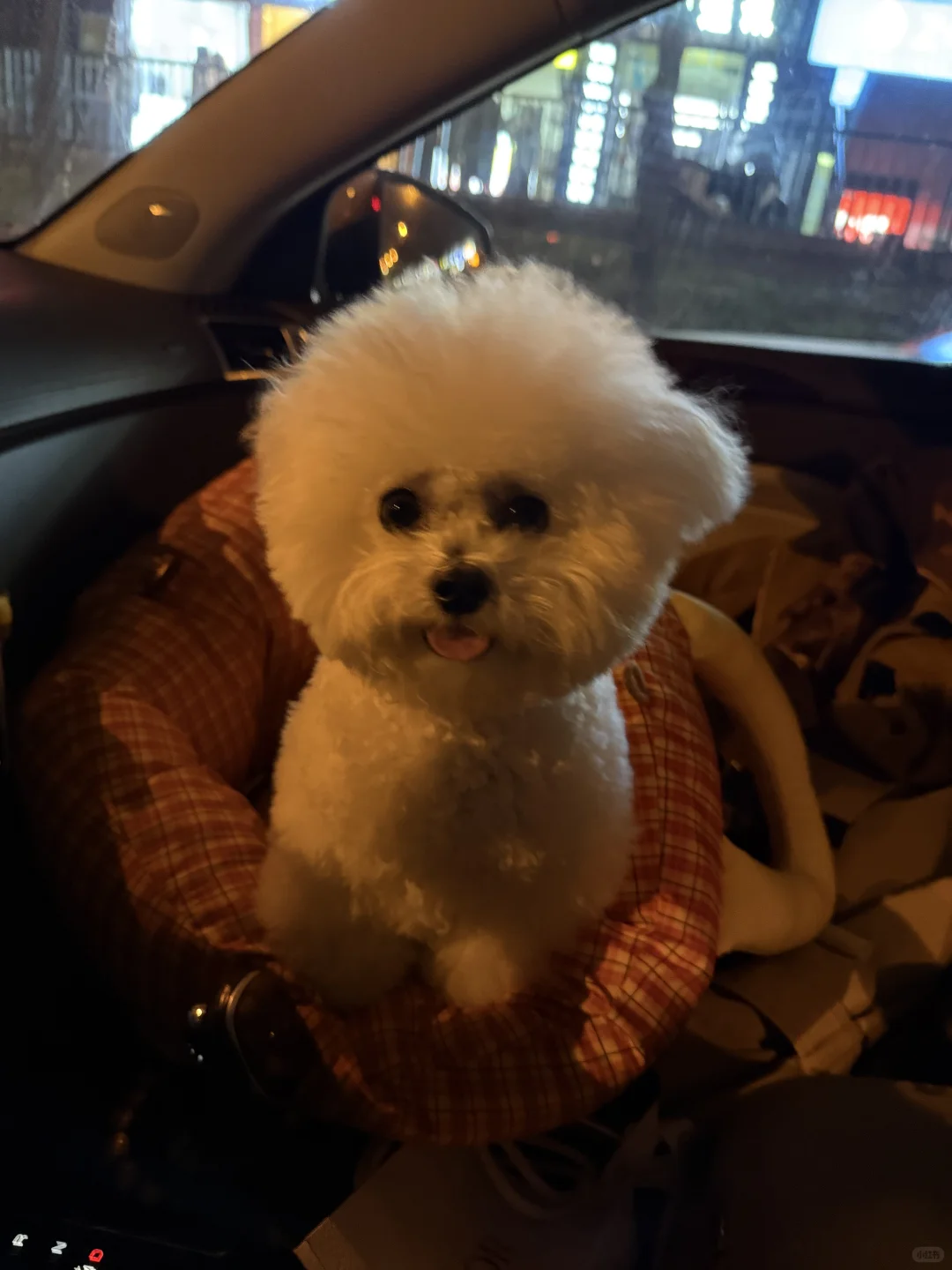 长沙一岁小体比熊找女朋友