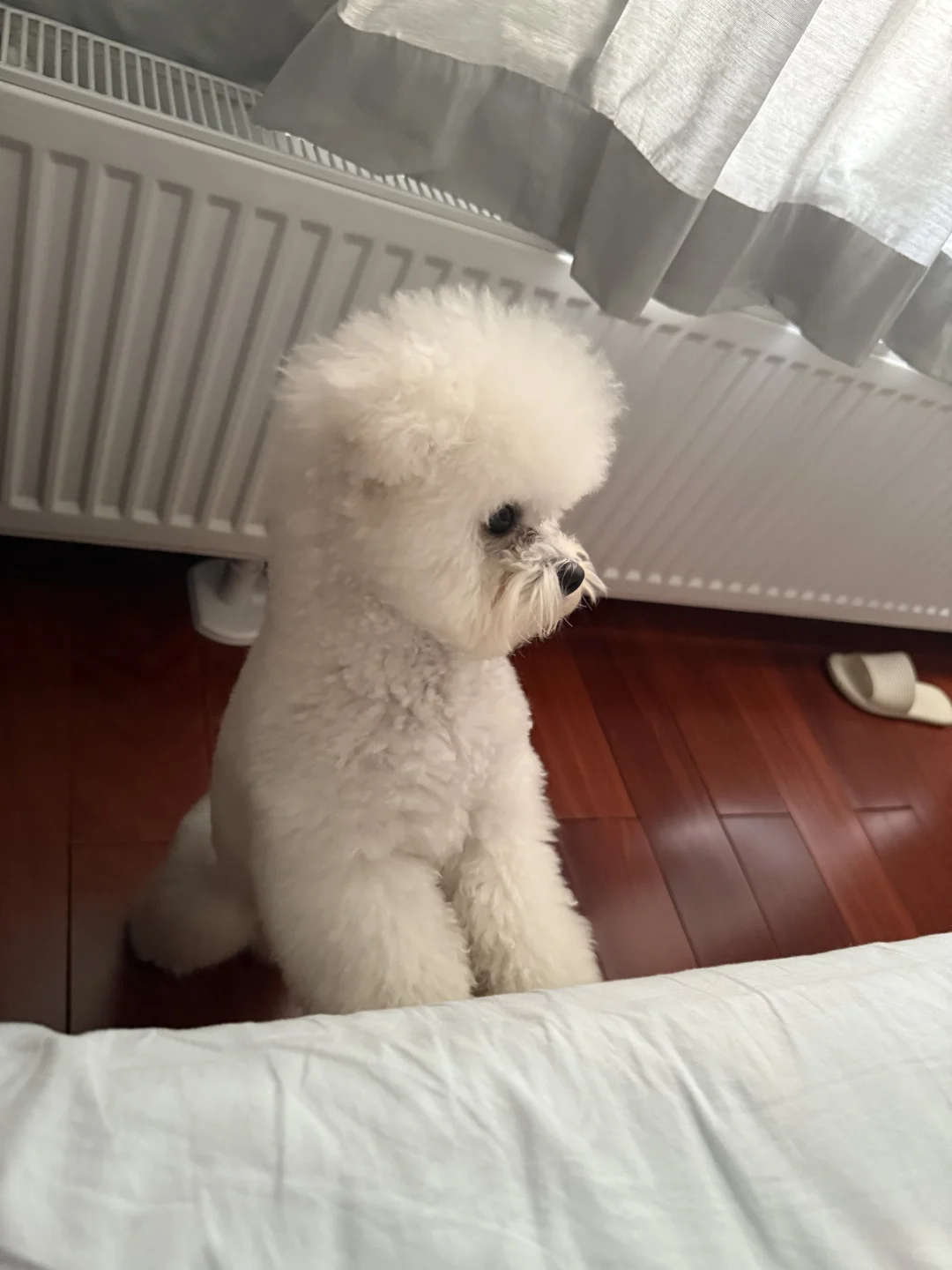 长沙一岁小体比熊找女朋友