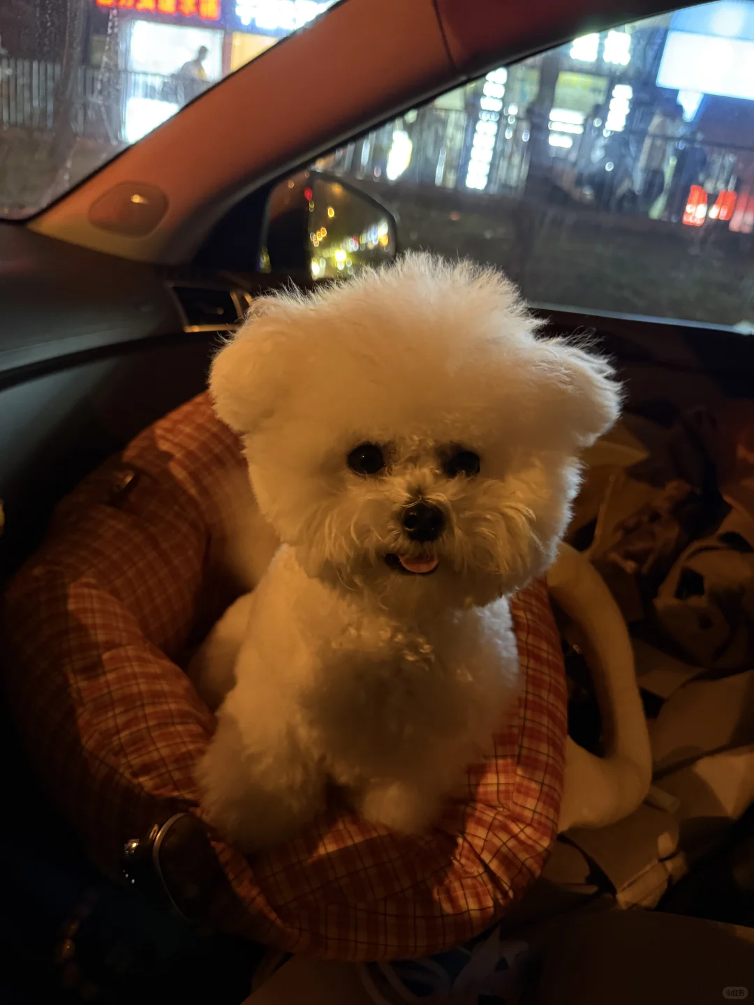 长沙一岁小体比熊找女朋友