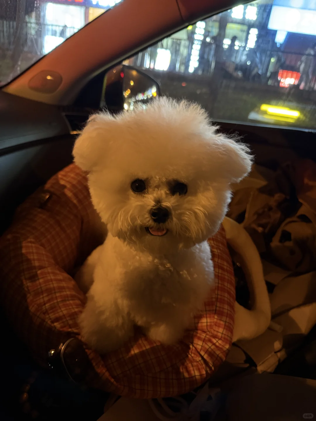 长沙一岁小体比熊找女朋友