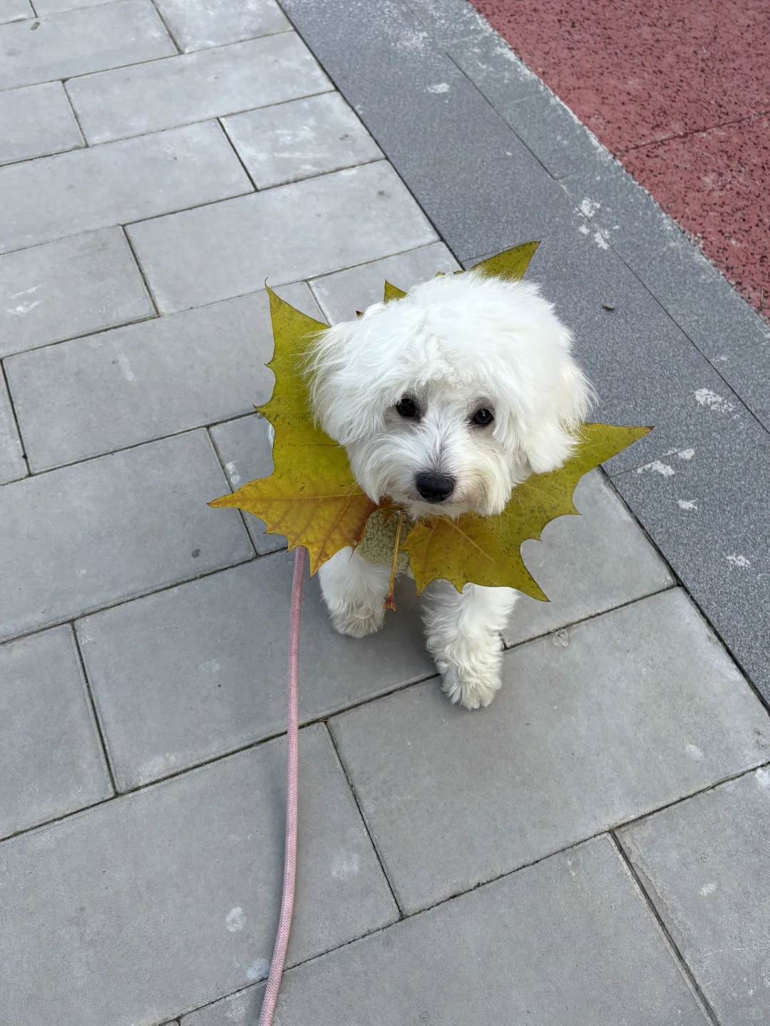 高唐比熊找女朋友啦