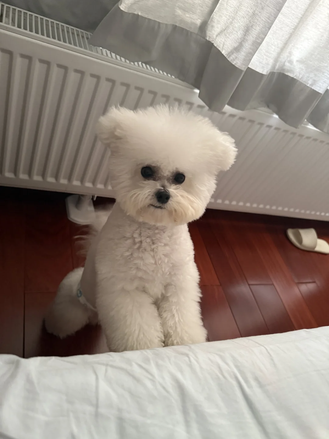 长沙一岁小体比熊找女朋友