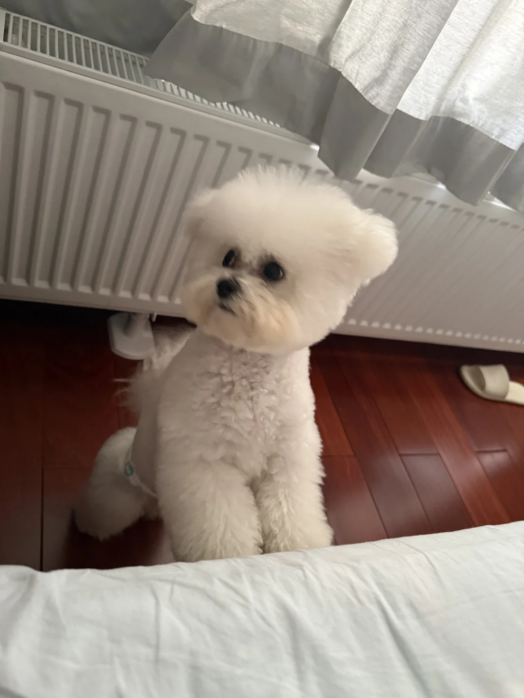 长沙一岁小体比熊找女朋友