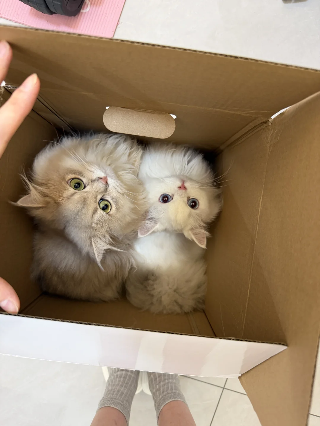 长毛蓝金渐层找女朋友～