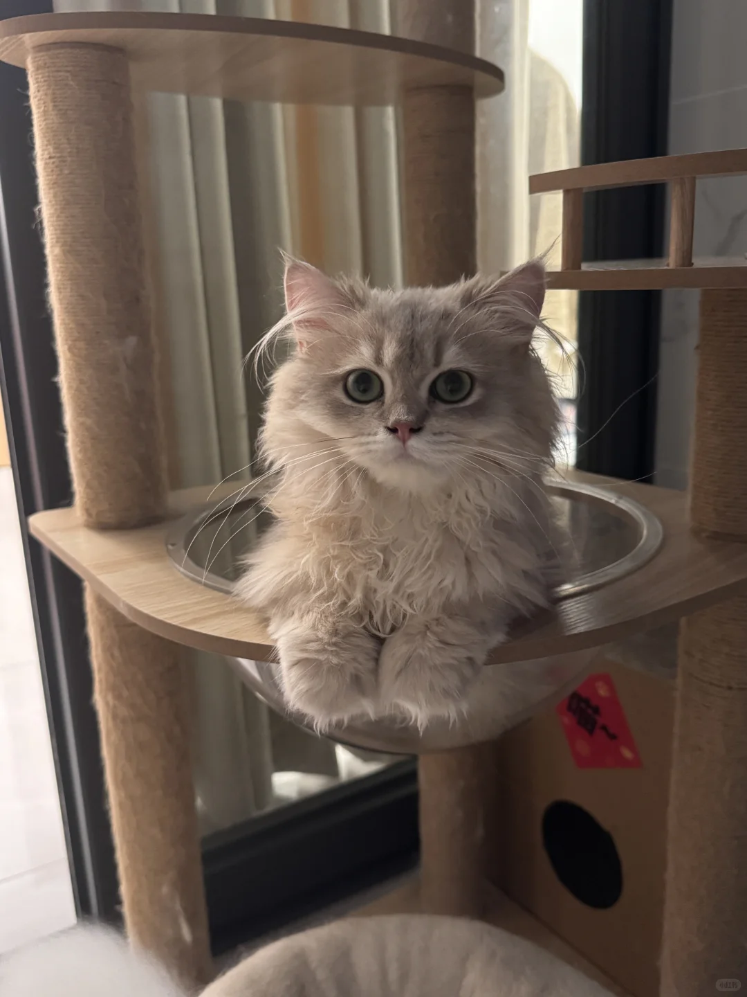 长毛蓝金渐层找女朋友～