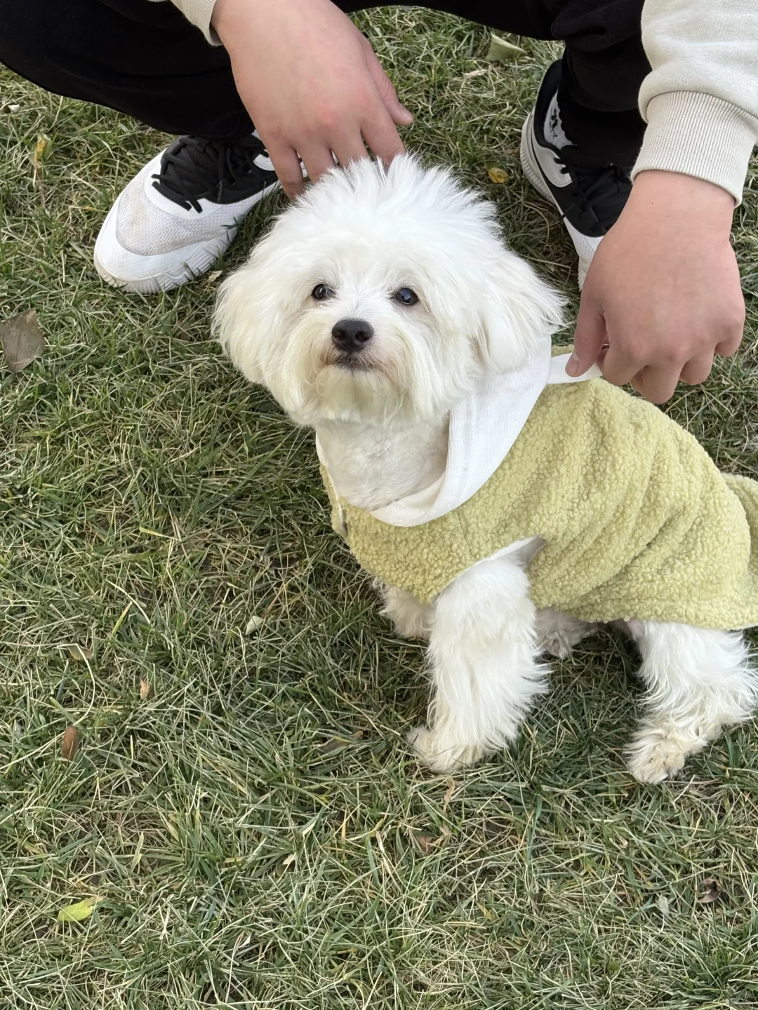 高唐比熊找女朋友啦