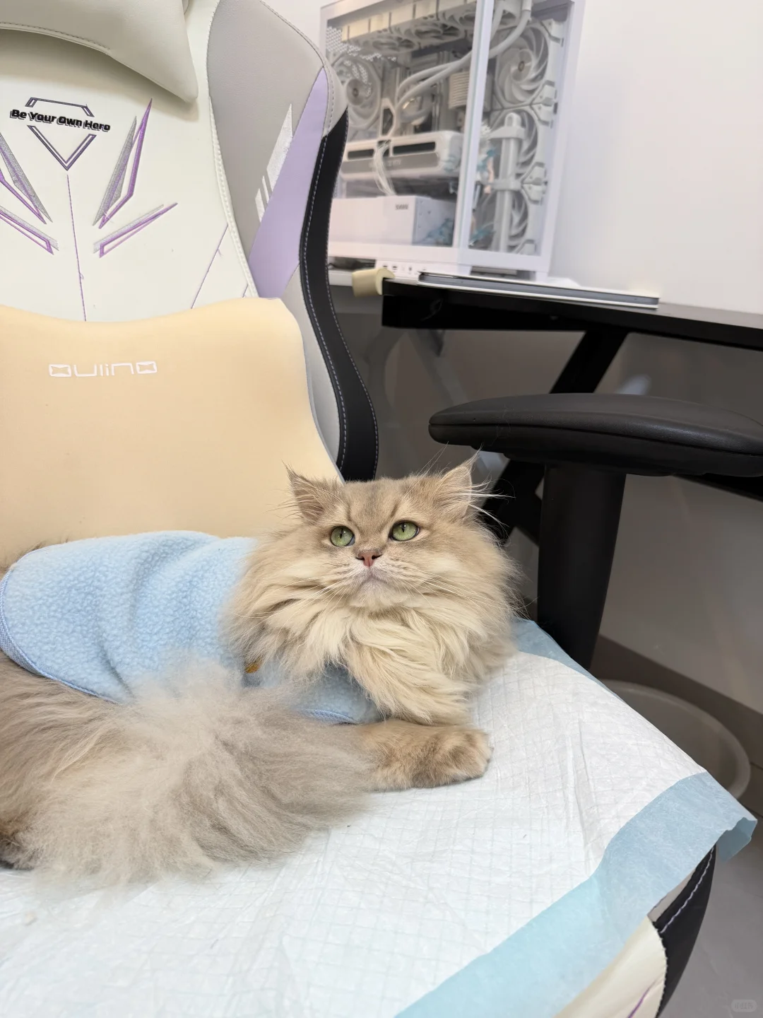 长毛蓝金渐层找女朋友～