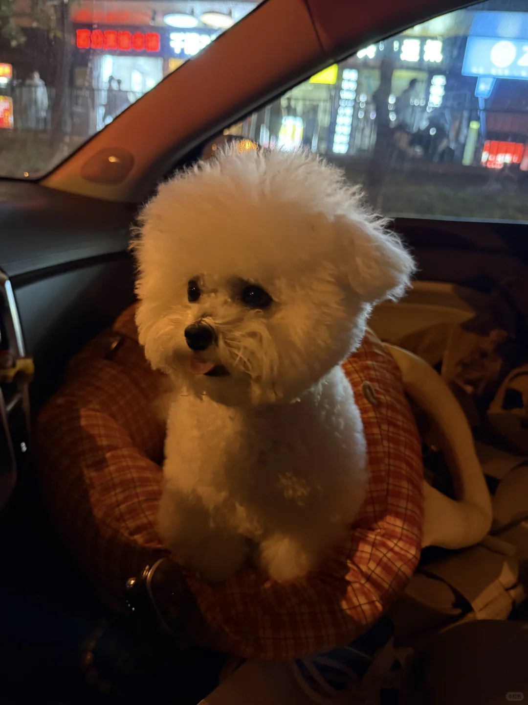 长沙一岁小体比熊找女朋友