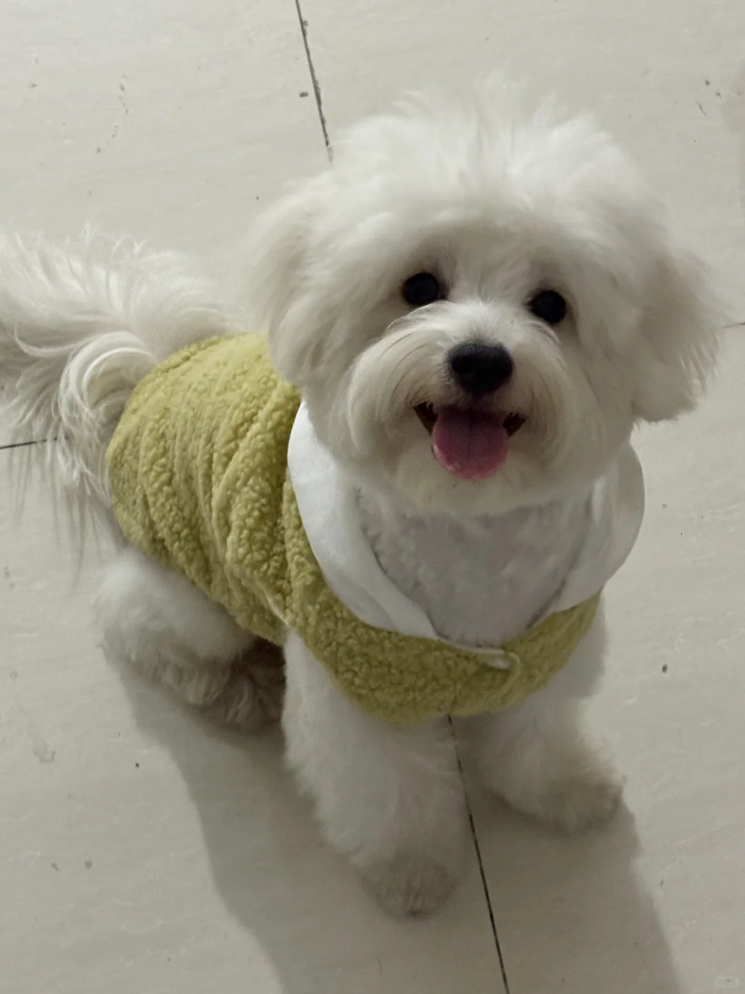 高唐比熊找女朋友啦