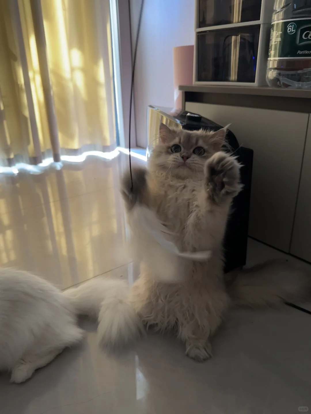 长毛蓝金渐层找女朋友～