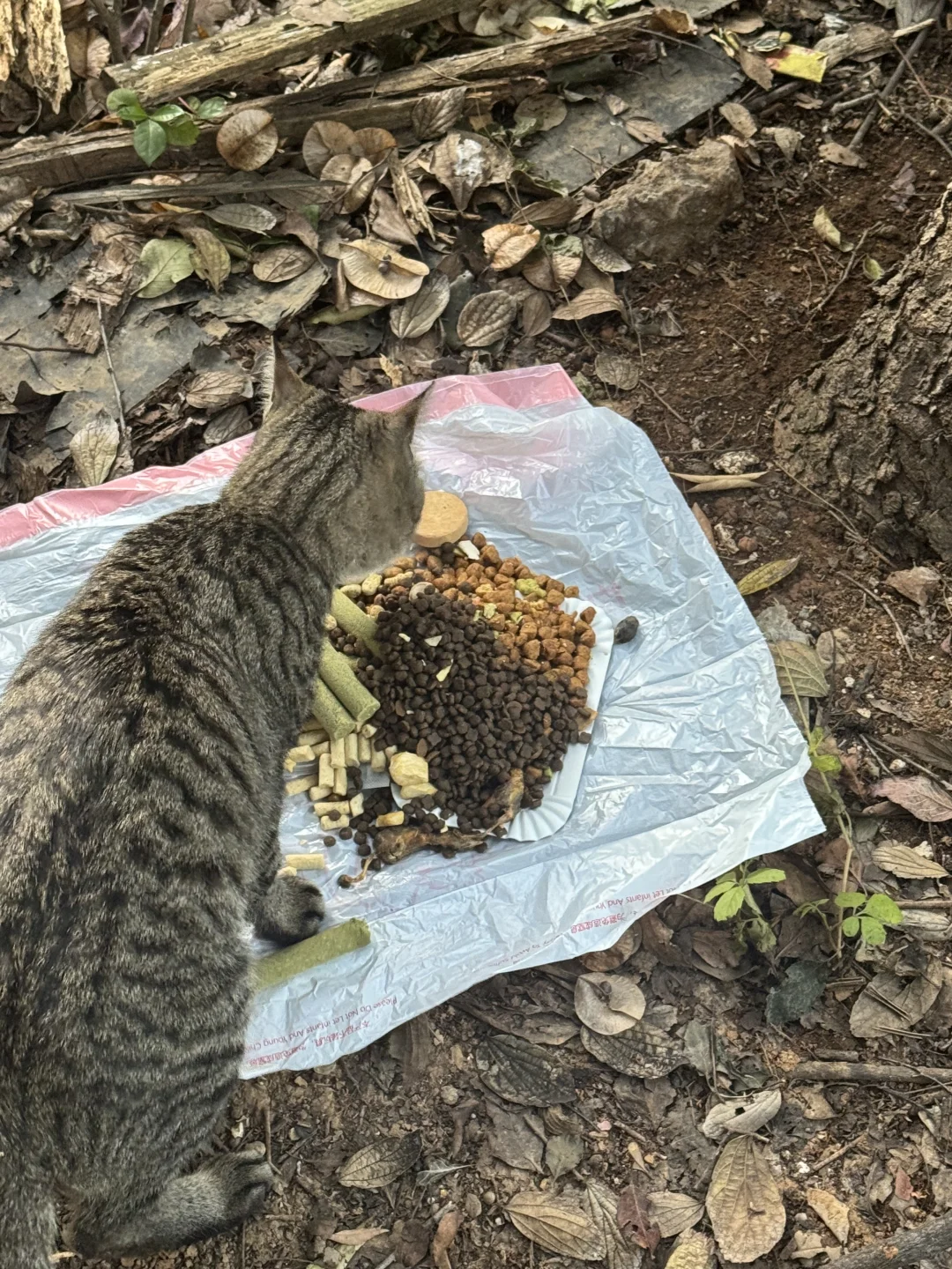 突然想明白女朋友是吸猫体质的原因