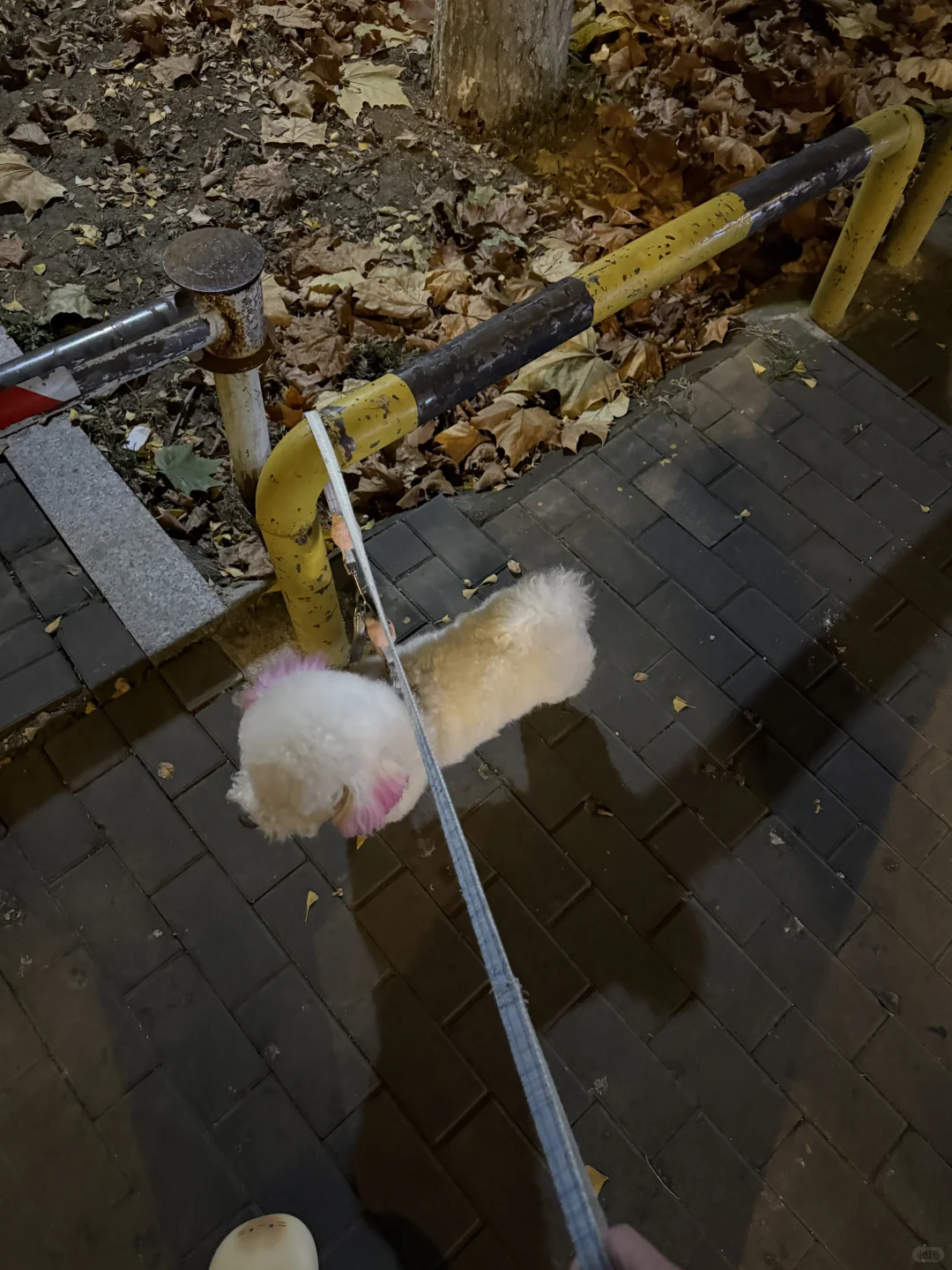 东海县同城给男狗狗找女朋友