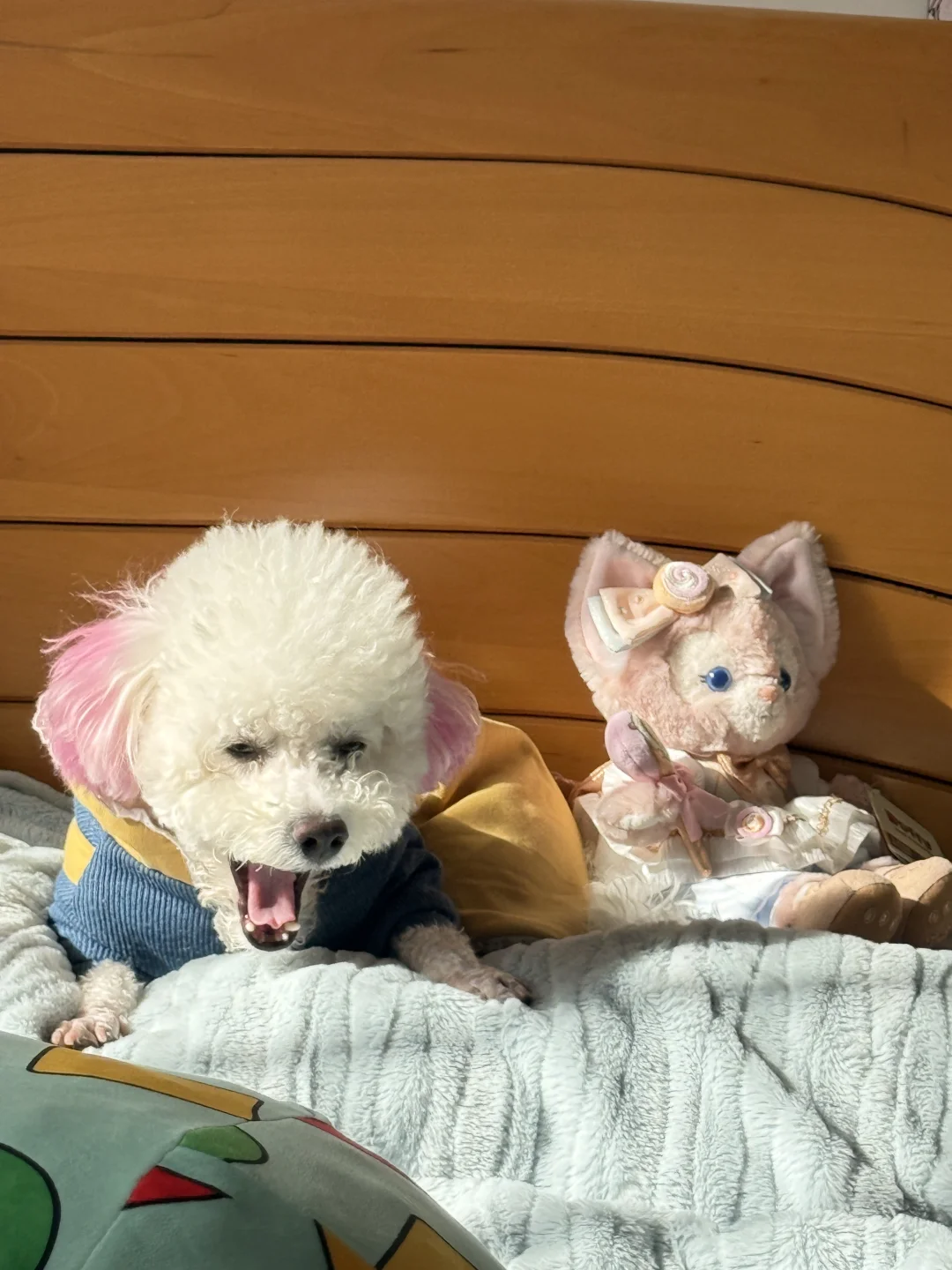 东海县同城给男狗狗找女朋友