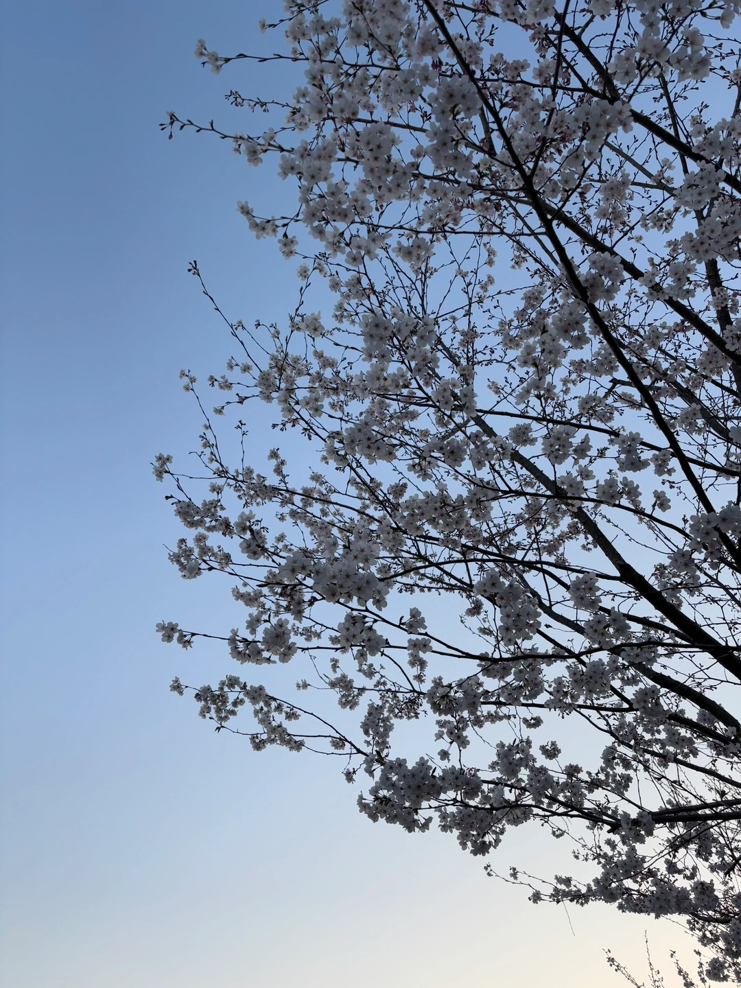 不要把年少的喜欢太当回事