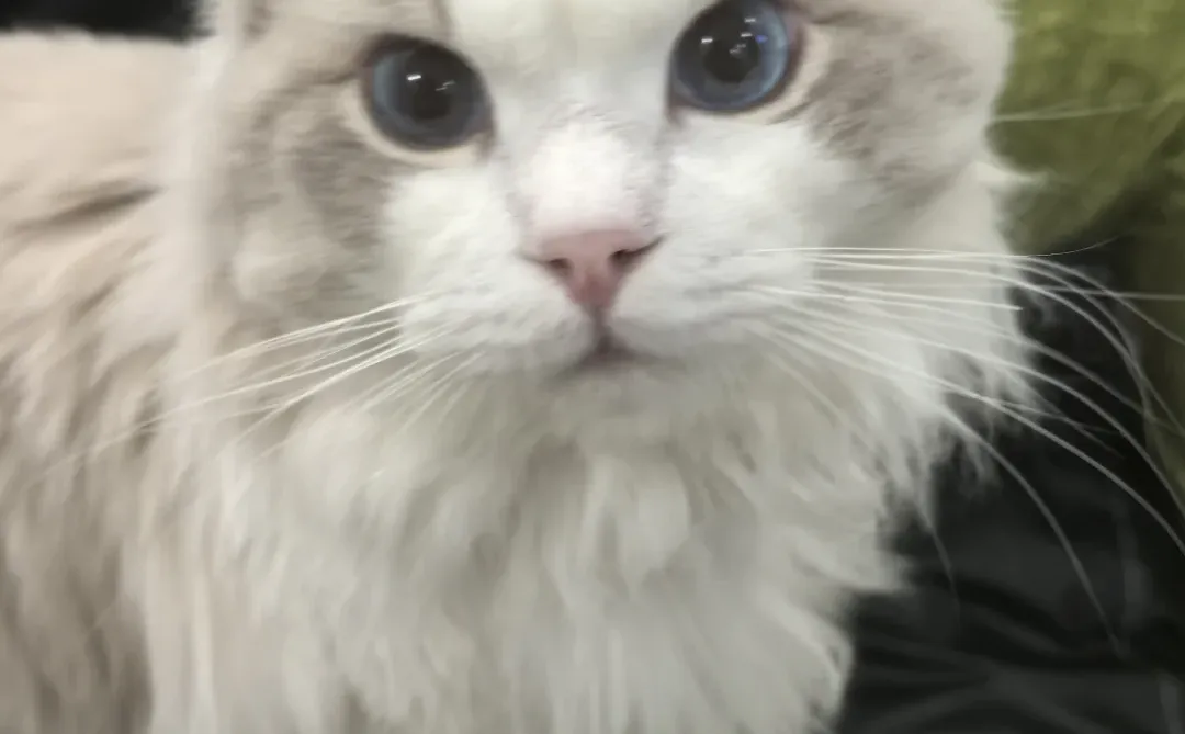 布偶弟弟找女朋友