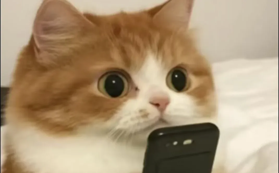 暧昧 纯网恋 聊天搭子！