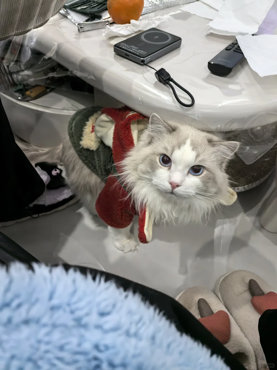 布偶弟弟找女朋友