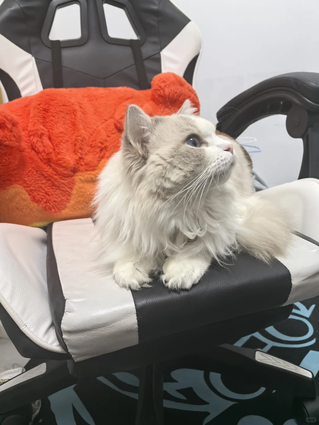 布偶弟弟找女朋友