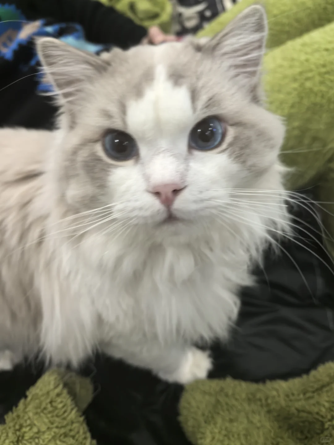 布偶弟弟找女朋友