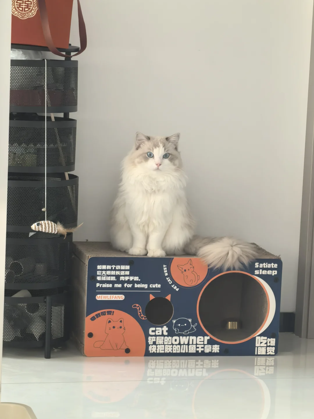 布偶弟弟找女朋友