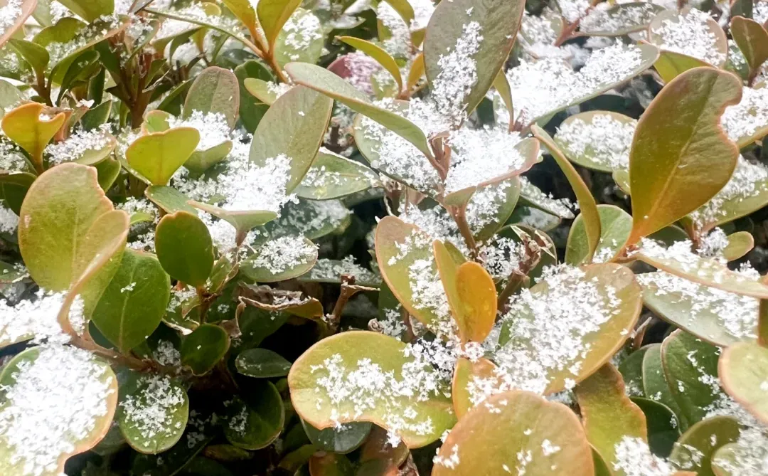 我拍到的初雪，好像跟记忆中的一样