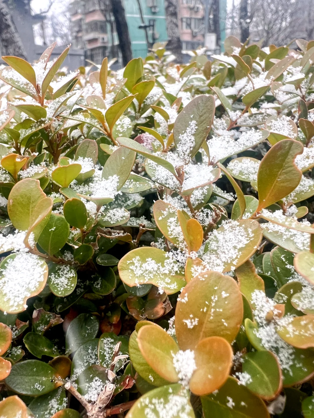 我拍到的初雪，好像跟记忆中的一样