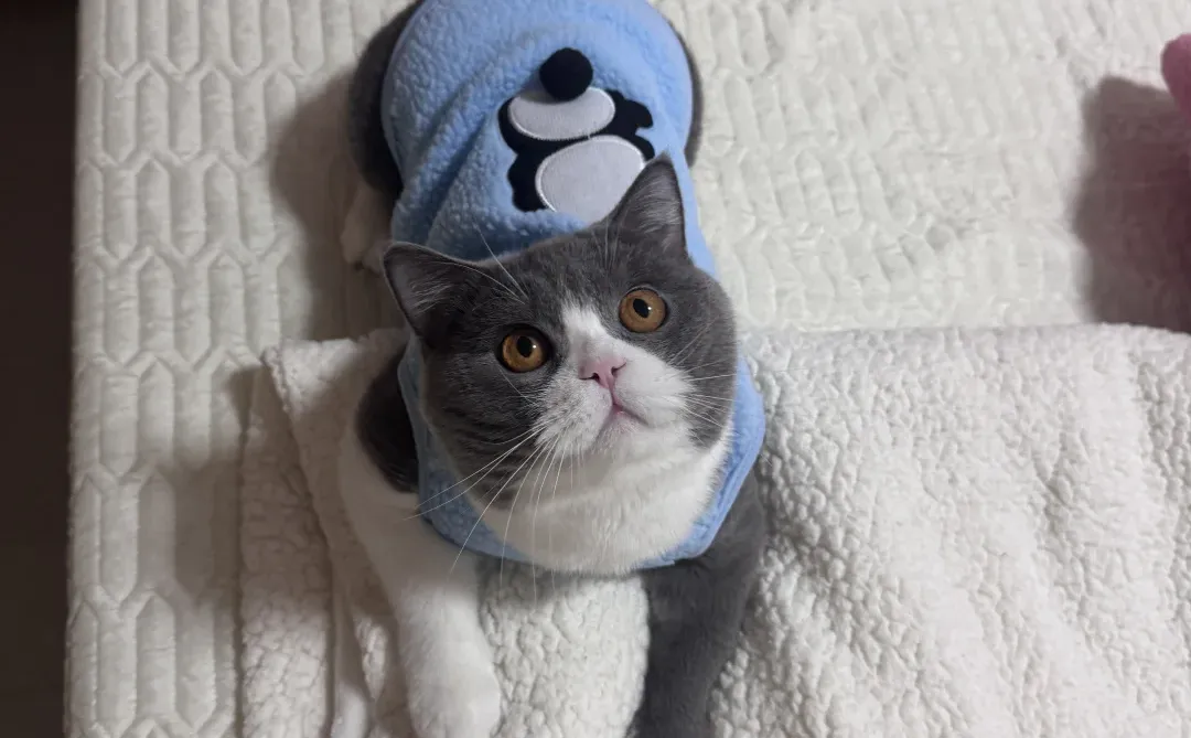 萍乡蓝白弟弟找女朋友