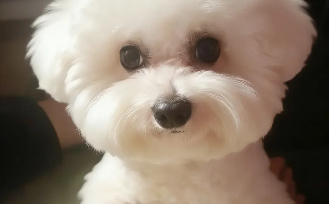 璧山附近比熊弟弟找女朋友