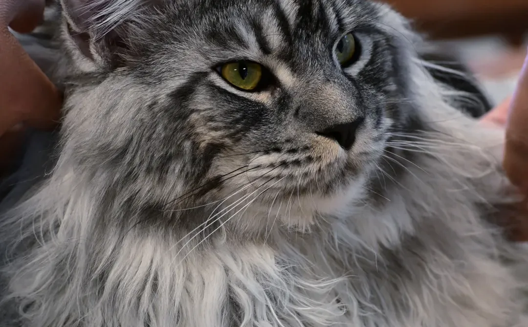 缅因银虎小模特找女朋友！