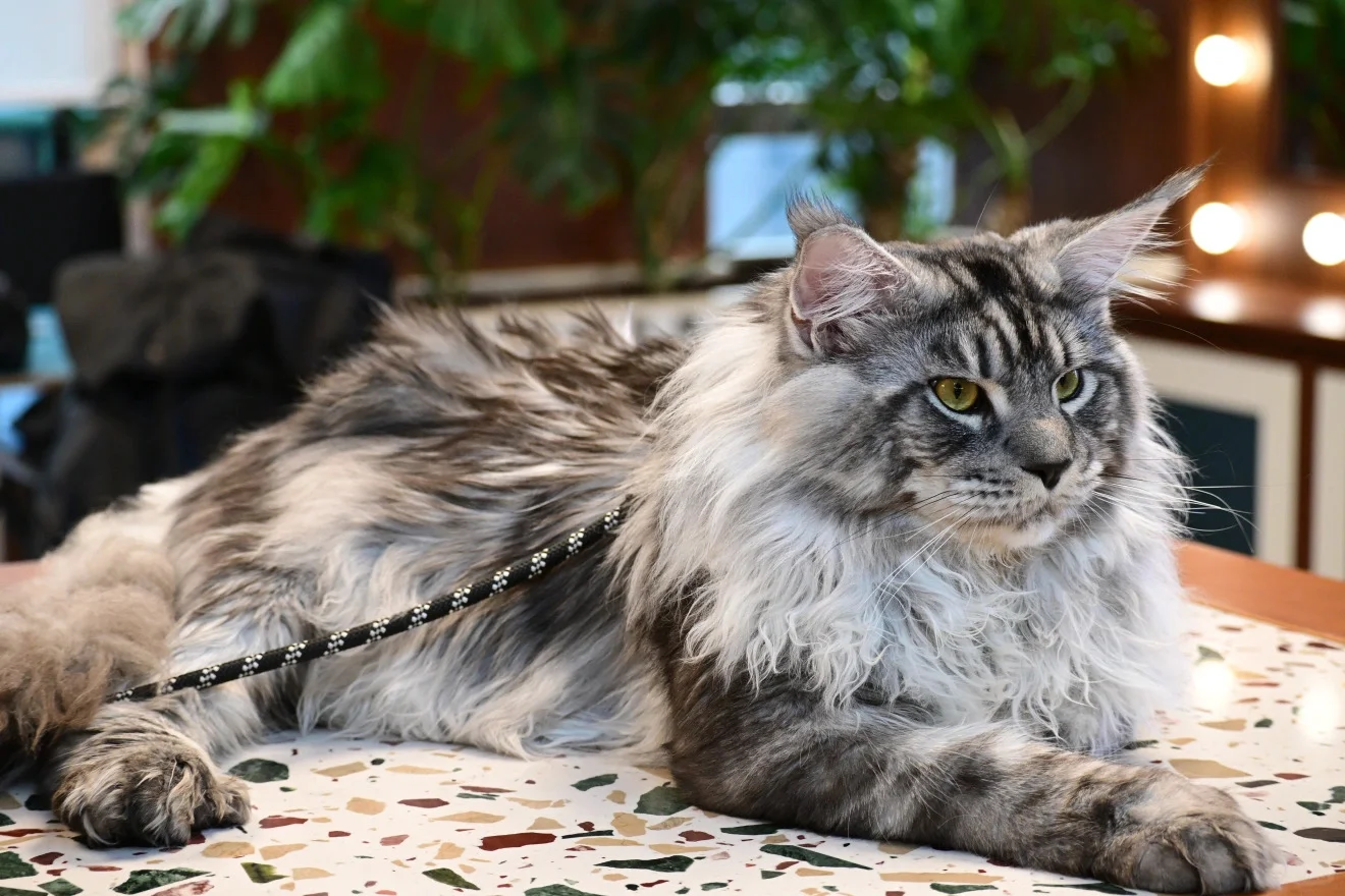 缅因银虎小模特找女朋友！