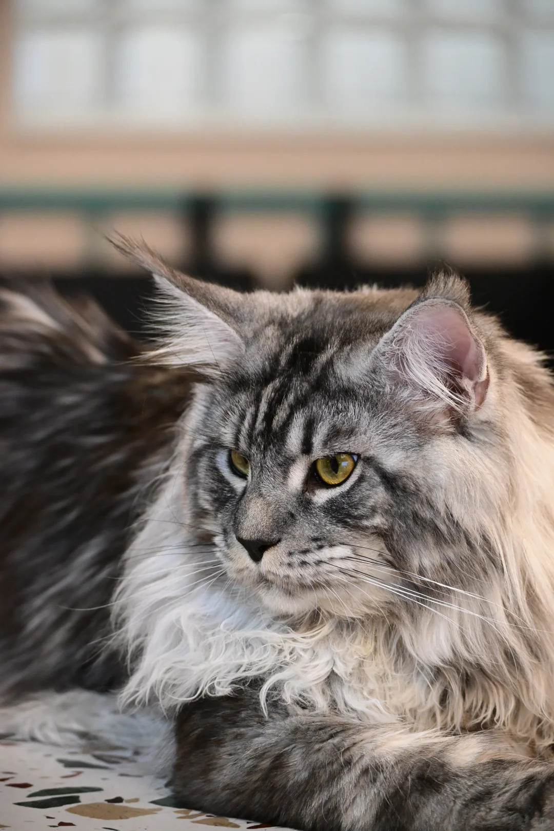 缅因银虎小模特找女朋友！