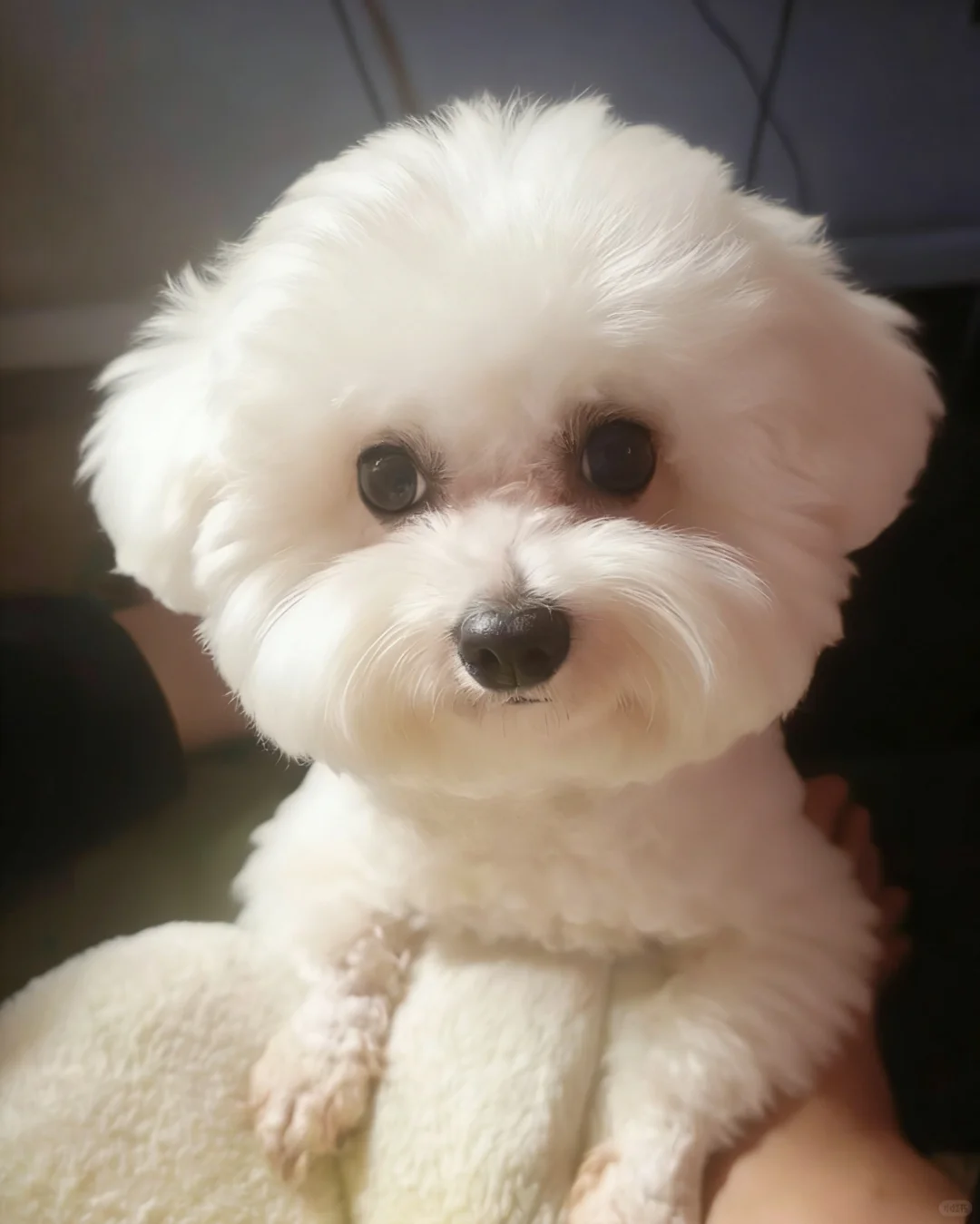 璧山附近比熊弟弟找女朋友