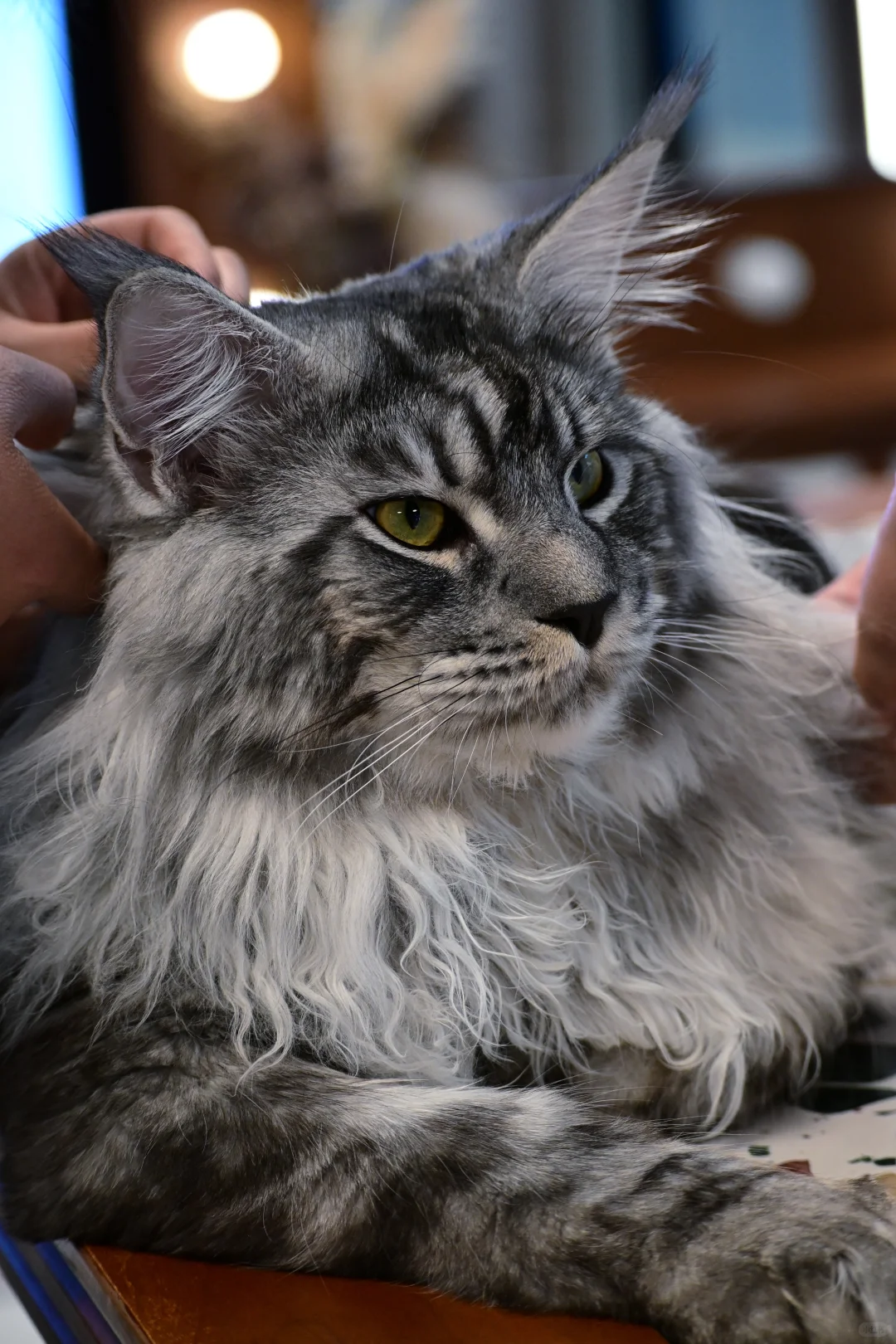 缅因银虎小模特找女朋友！